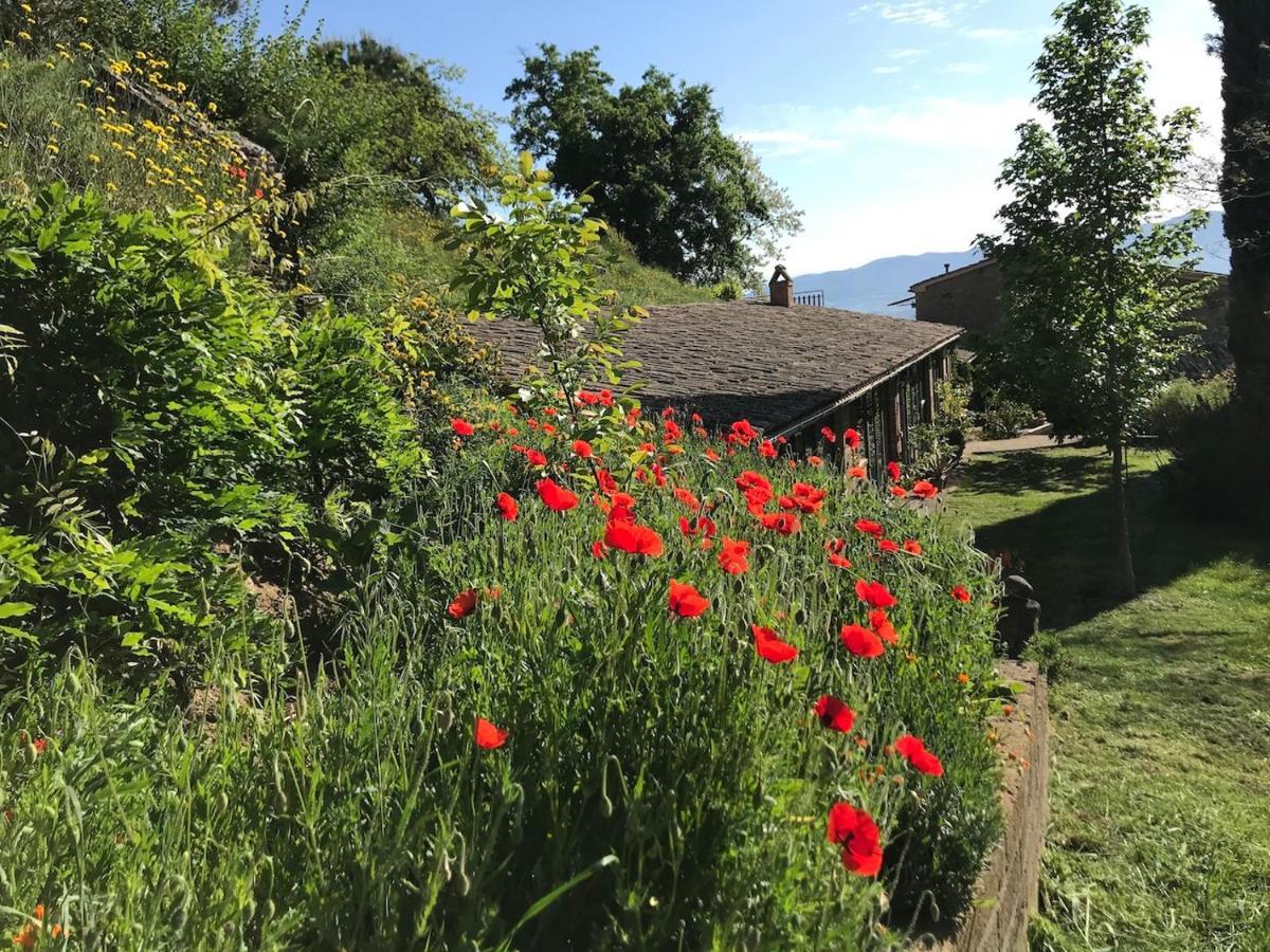 Podere Porcino Civitella dʼAgliano Zewnętrze zdjęcie