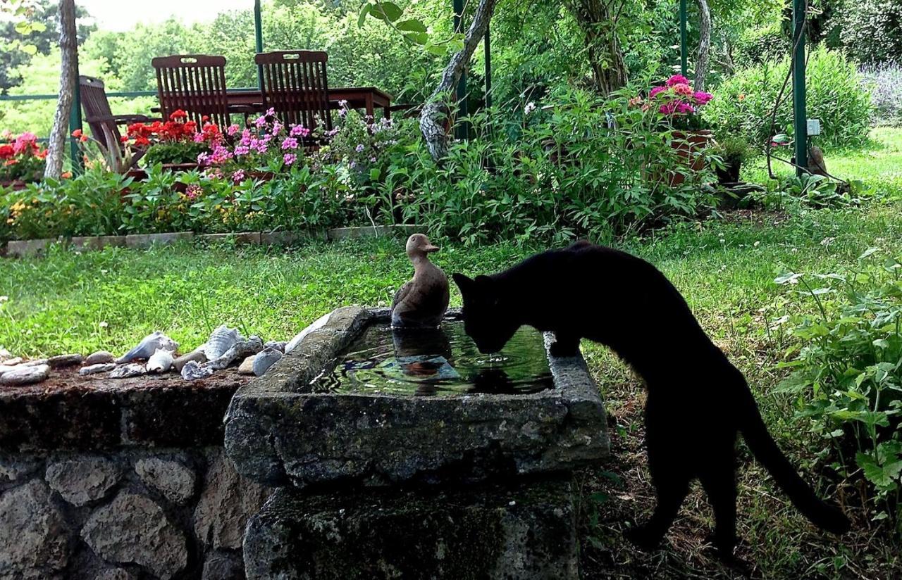 Podere Porcino Civitella dʼAgliano Zewnętrze zdjęcie