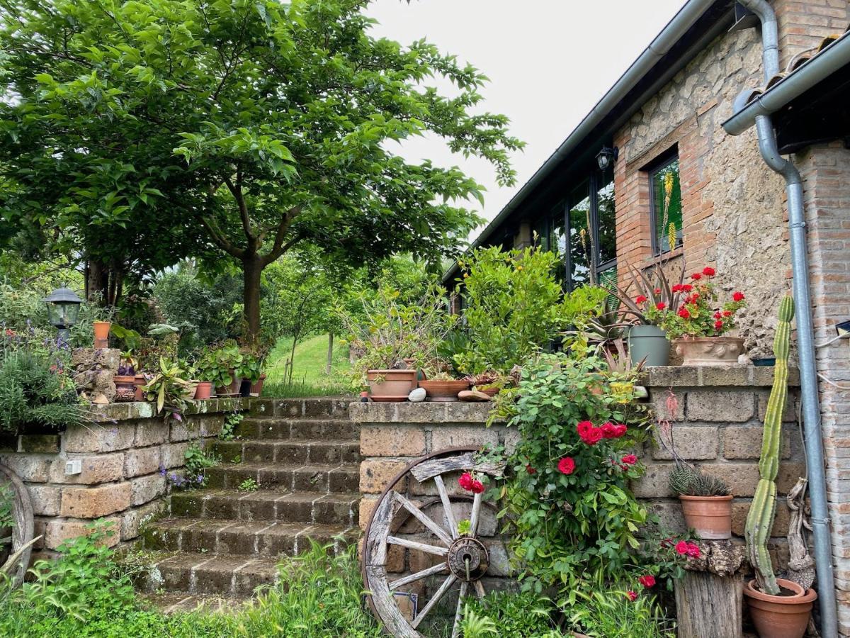 Podere Porcino Civitella dʼAgliano Zewnętrze zdjęcie